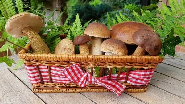 Ile kalorii mają grzyby leśne? Zaskakujące fakty o ich kaloryczności